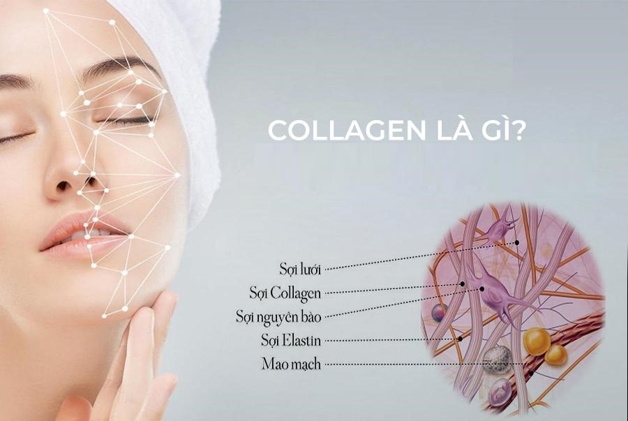 Collagen là gì? Bic Nano Cell 