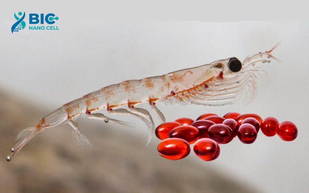 Krill omega 3 là gì? Bic Nano Cell