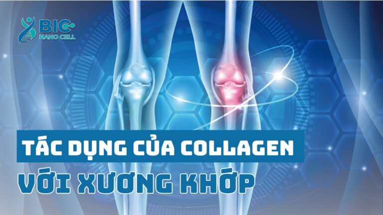 Collagen là gì? tác dụng của collagen với xương khớp Bic Nano Cell