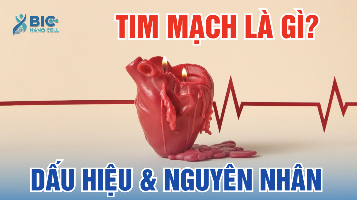 Tim Mạch Là Gì? BIC NANO CELL